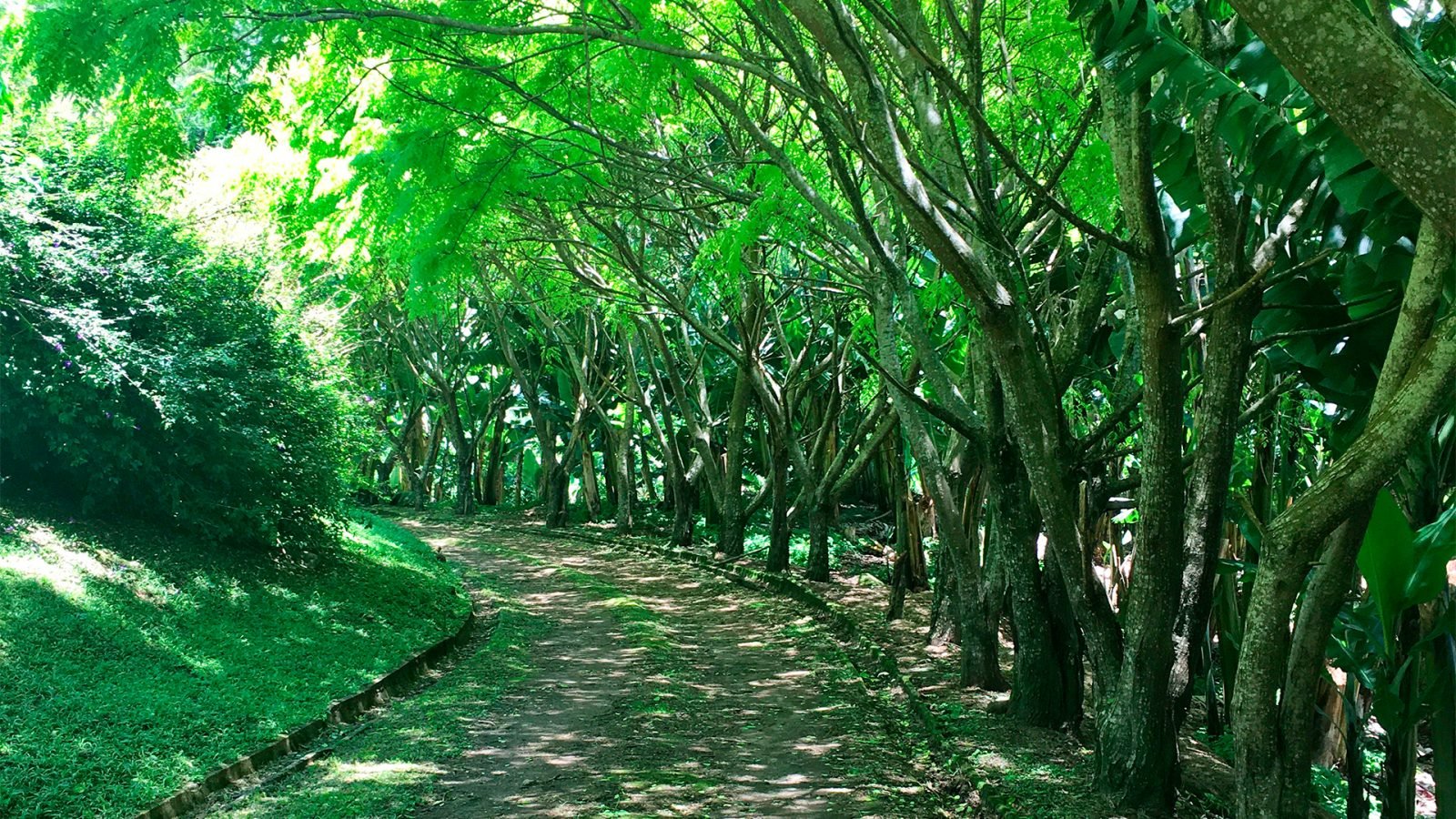 JARDIM - 07